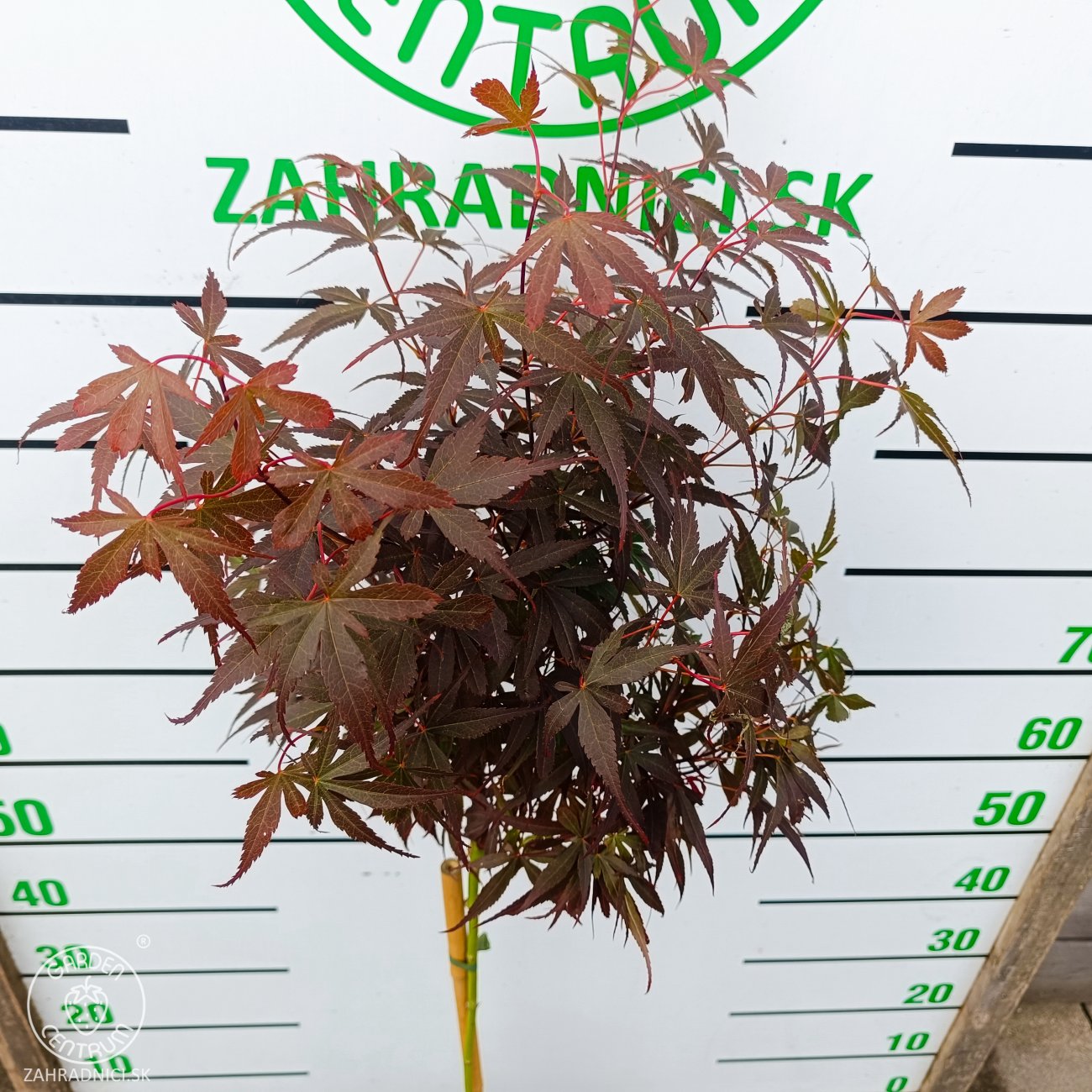 Obrázok Javor dlaňolistý (Acer palmatum) 'Skeeter's Broom'- výška 110-120 cm, kont. C4L - NA KMIENKU